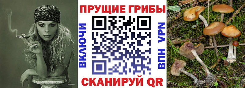 хочу наркоту  Баксан  KRAKEN ссылки  Псилоцибиновые грибы Cubensis 